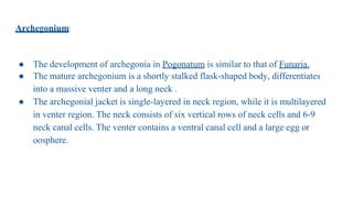 Archegonium:
● The development of archegonia in Pogonatum is similar to that of Funaria.
● The mature archegonium is a shortly stalked flask-shaped body, differentiates
into a massive venter and a long neck .
● The archegonial jacket is single-layered in neck region, while it is multilayered
in venter region. The neck consists of six vertical rows of neck cells and 6-9
neck canal cells. The venter contains a ventral canal cell and a large egg or
oosphere.
 
