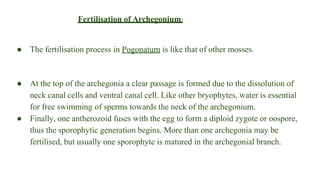 Fertilisation of Archegonium:
● The fertilisation process in Pogonatum is like that of other mosses.
● At the top of the archegonia a clear passage is formed due to the dissolution of
neck canal cells and ventral canal cell. Like other bryophytes, water is essential
for free swimming of sperms towards the neck of the archegonium.
● Finally, one antherozoid fuses with the egg to form a diploid zygote or oospore,
thus the sporophytic generation begins. More than one archegonia may be
fertilised, but usually one sporophyte is matured in the archegonial branch.
 