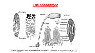 The sporophyte
 
