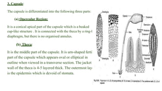 3. Capsule:
The capsule is differentiated into the following three parts:
(a) Opercular Region:
It is a conical apical part of the capsule which is a beaked
cup-like structure . It is connected with the theca by a ring-like
diaphragm, but there is no organised annulus.
(b) Theca:
It is the middle part of the capsule. It is urn-shaped fertile
part of the capsule which appears oval or elliptical in
outline when viewed in a transverse section. The jacket or
wall of the theca is 4-5 layered thick. The outermost layer
is the epidermis which is devoid of stomata.
 