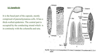 (c) Apophysis:
It is the basal part of the capsule, mostly
comprised of parenchymatous cells. It has a
thick-walled epidermis. The central part is
occupied by the conducting strand which is
in continuity with the columella and seta.
 