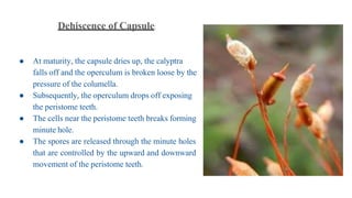 Dehiscence of Capsule:
● At maturity, the capsule dries up, the calyptra
falls off and the operculum is broken loose by the
pressure of the columella.
● Subsequently, the operculum drops off exposing
the peristome teeth.
● The cells near the peristome teeth breaks forming
minute hole.
● The spores are released through the minute holes
that are controlled by the upward and downward
movement of the peristome teeth.
 