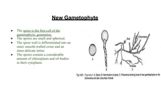 New Gametophyte
● The spore is the first cell of the
gametophytic generation.
● The spores are small and spherical.
● The spore wall is differentiated into an
outer smooth-walled exine and an
inner delicate intine.
● The spores contain a considerable
amount of chloroplasts and oil bodies
in their cytoplasm.
 