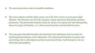 ● The spore germinates under favourable conditions.
● The exine ruptures and the intine comes out in the form of one or more green algal
filament. The filament cuts off cells, becomes septate and forms filamentous primary
protonema. The protonema branches freely by means of an apical cell and subsequently,
forms two types of branches, viz. chloronemal branches and rhizoidal branches .
● The non-green rhizoidal branches develop below the substratum and are meant for
anchoring the protonema in the substratum. The chloronemal branches are green and
aerial being rich in chloroplasts and bear many lateral buds. Each bud grows into an
adult leafy gametophore.
 