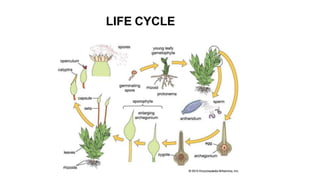 LIFE CYCLE
 