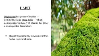 HABIT
Pogonatum is a genus of mosses —
commonly called spike moss — which
contains approximately 70 species that cover
a cosmopolitan distribution.
● It can be seen mostly in Asian countries
with a tropical climate.
 
