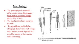 Morphology
● The gametophyte is perennial,
differentiates into a rhizomatous
basal portion and aerial upright
shoots (Fig. 6.54A).
● The basal portion bears numerous
rhizoids.
● The rhizoids are multicellular,
elongated, thick-walled with oblique
septa and are twisted together in a
rope-like manner to form strong
cable-like strings.
 