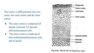 The cortex is differentiated into two
zones, the outer cortex and the inner
cortex.
● The outer cortex is composed of
deeply coloured, 3-5 layered
chlorenchymatous cells.
● The inner cortex is made up of
thin-walled parenchymatous cells,
full of starch.
 