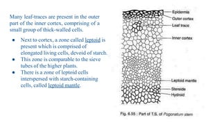Many leaf-traces are present in the outer
part of the inner cortex, comprising of a
small group of thick-walled cells.
● Next to cortex, a zone called leptoid is
present which is comprised of
elongated living cells, devoid of starch.
● This zone is comparable to the sieve
tubes of the higher plants.
● There is a zone of leptoid cells
interspersed with starch-containing
cells, called leptoid mantle.
 