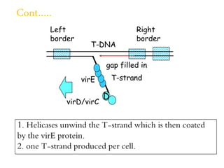 Dna Vire Problem Agrobacterium tumefaciens as a tool for genetic engineering in plants ...