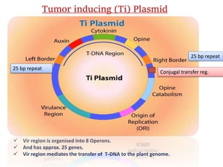 Transfer Operon Agrobacterium tumefaciens as a tool for genetic engineering in plants ...