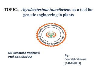 TOPIC: Agrobacterium tumefaciens as a tool for
genetic engineering in plants
By:
Sourabh Sharma
(14MBT003)
Dr. Samantha Vaishnavi
Prof. SBT, SMVDU
 