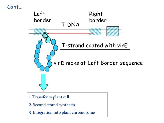 agrobacterium tumefaciens as a tool for
