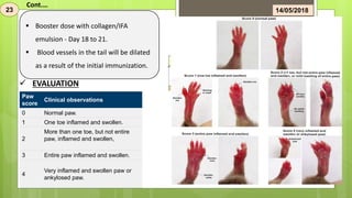  Booster dose with collagen/IFA
emulsion - Day 18 to 21.
 Blood vessels in the tail will be dilated
as a result of the initial immunization.
 EVALUATION
Paw
score
Clinical observations
0 Normal paw.
1 One toe inflamed and swollen.
2
More than one toe, but not entire
paw, inflamed and swollen,
3 Entire paw inflamed and swollen.
4
Very inflamed and swollen paw or
ankylosed paw.
23 14/05/2018
Cont.…
 