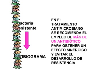 Bacteria
resistente
ANTIBIOGRAMA
EN EL
TRATAMIENTO
ANTIMICROBIANO
SE RECOMIENDA EL
EMPLEO DE MÁS DE
UN ANTIBIÓTICO
PARA OBTENER UN
EFECTO SINÉRGICO
Y EVITAR EL
DESARROLLO DE
RESISTENCIA
 