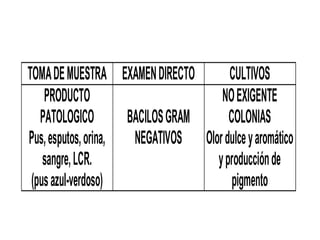 TOMADEMUESTRA EXAMENDIRECTO CULTIVOS
PRODUCTO
PATOLOGICO
Pus,esputos,orina,
sangre,LCR.
(pusazul-verdoso)
BACILOSGRAM
NEGATIVOS
NOEXIGENTE
COLONIAS
Olordulceyaromático
yproducciónde
pigmento
 