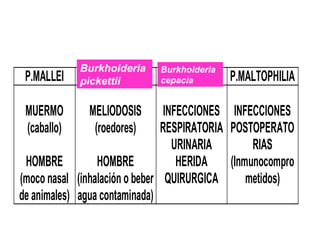 P.MALLEI P.PSEUDOMALLEI P.CEPACIA P.MALTOPHILIA
MUERMO
(caballo)
HOMBRE
(moco nasal
de animales)
MELIODOSIS
(roedores)
HOMBRE
(inhalación o beber
agua contaminada)
INFECCIONES
RESPIRATORIA
URINARIA
HERIDA
QUIRURGICA
INFECCIONES
POSTOPERATO
RIAS
(Inmunocompro
metidos)
Burkholderia
pickettii
Burkholderia
cepacia
 