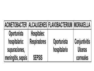 ACINETOBACTER ALCALIGENES FLAVOBACTERIUM MORAXELLA
Oportunista
hospitalario:
supuraciones,
meningitis,sepsis
Hospitales:
Respiradores
SEPSIS
Oportunista
hospitalario
Conjuntivitis
Ulceras
corneales
 