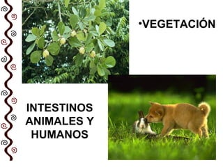 •VEGETACIÓN
INTESTINOS
ANIMALES Y
HUMANOS
 