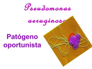 Pseudomonas
aeruginosa
Patógeno
oportunista
 