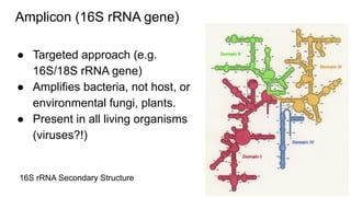 16s R 16S rRNA Analysis using Mothur Pipeline | PDF