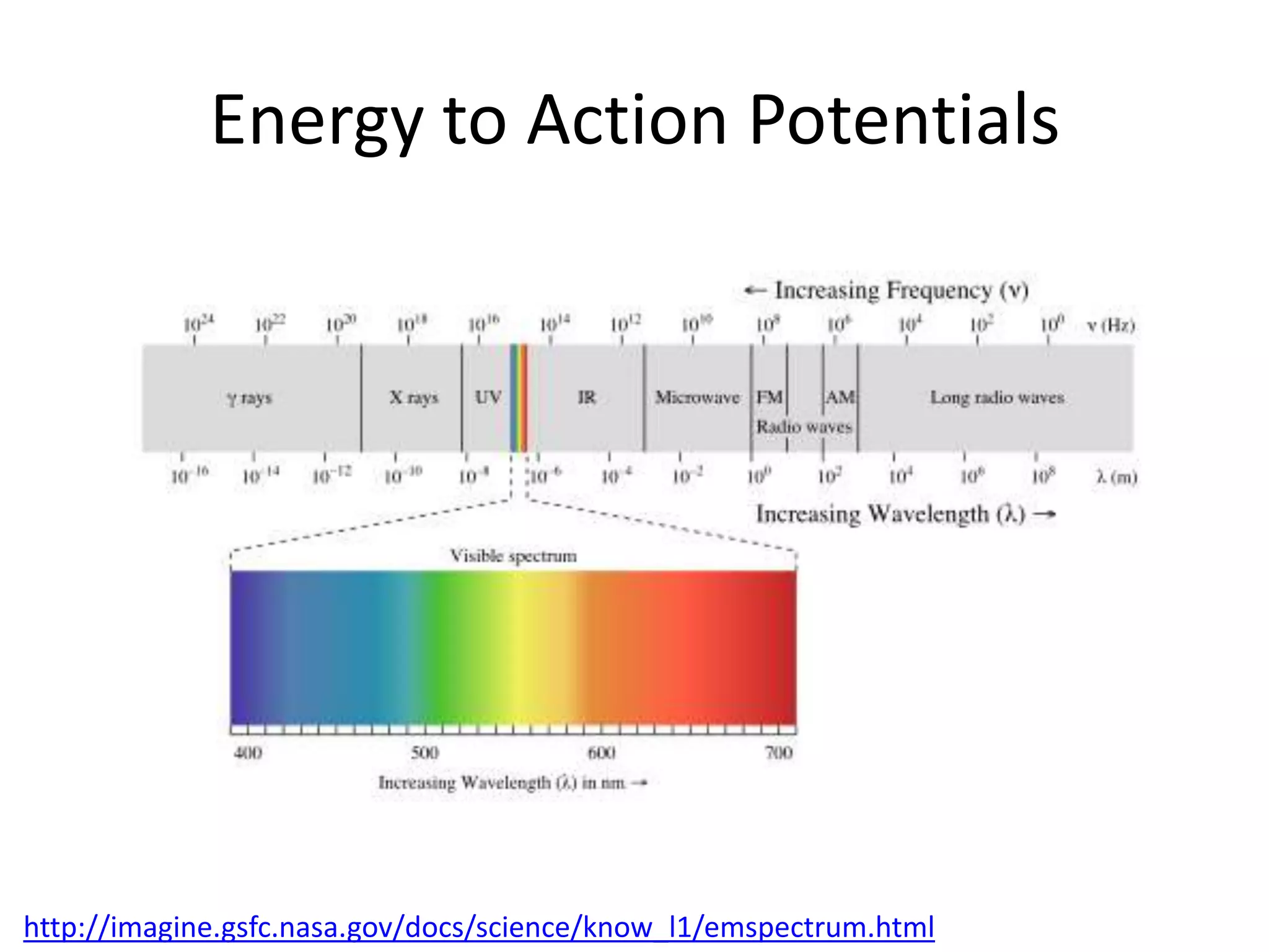 Energy to Action Potentials




http://imagine.gsfc.nasa.gov/docs/science/know_l1/emspectrum.html
 