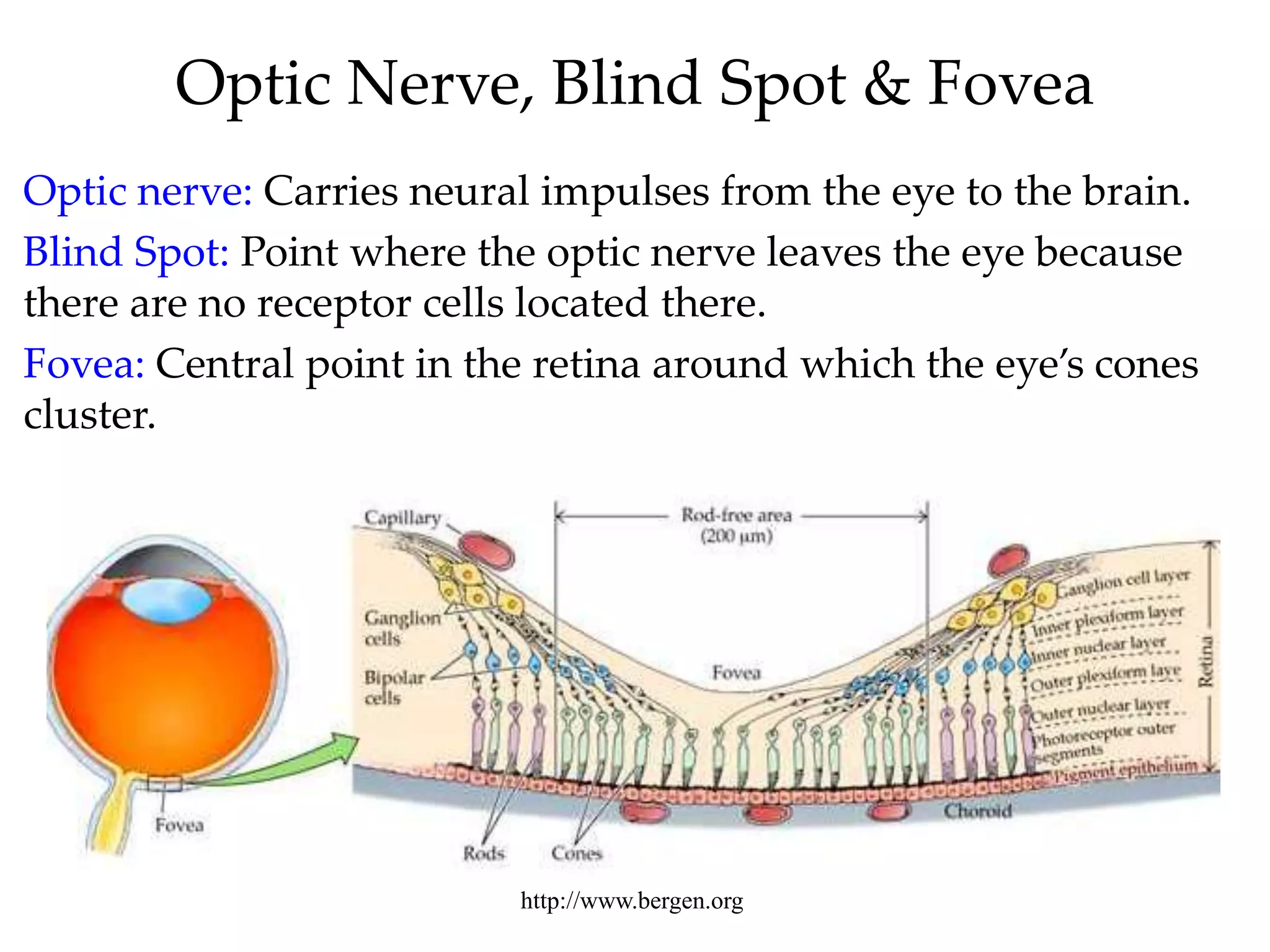 Optic Nerve, Blind Spot & Fovea
Optic nerve: Carries neural impulses from the eye to the brain.
Blind Spot: Point where the optic nerve leaves the eye because
there are no receptor cells located there.
Fovea: Central point in the retina around which the eye’s cones
cluster.




                          http://www.bergen.org
 