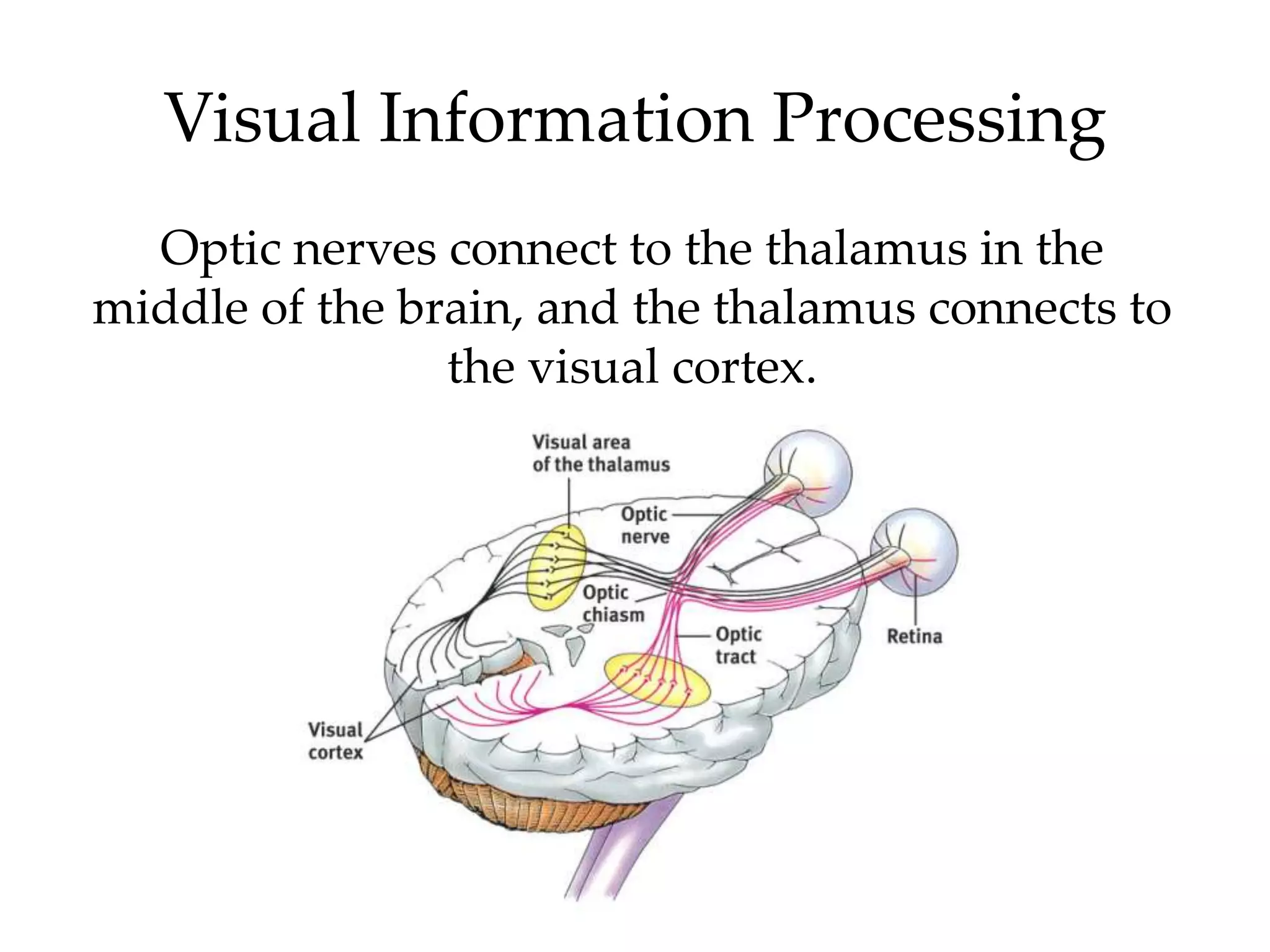 Visual Information Processing
  Optic nerves connect to the thalamus in the
middle of the brain, and the thalamus connects to
                the visual cortex.
 