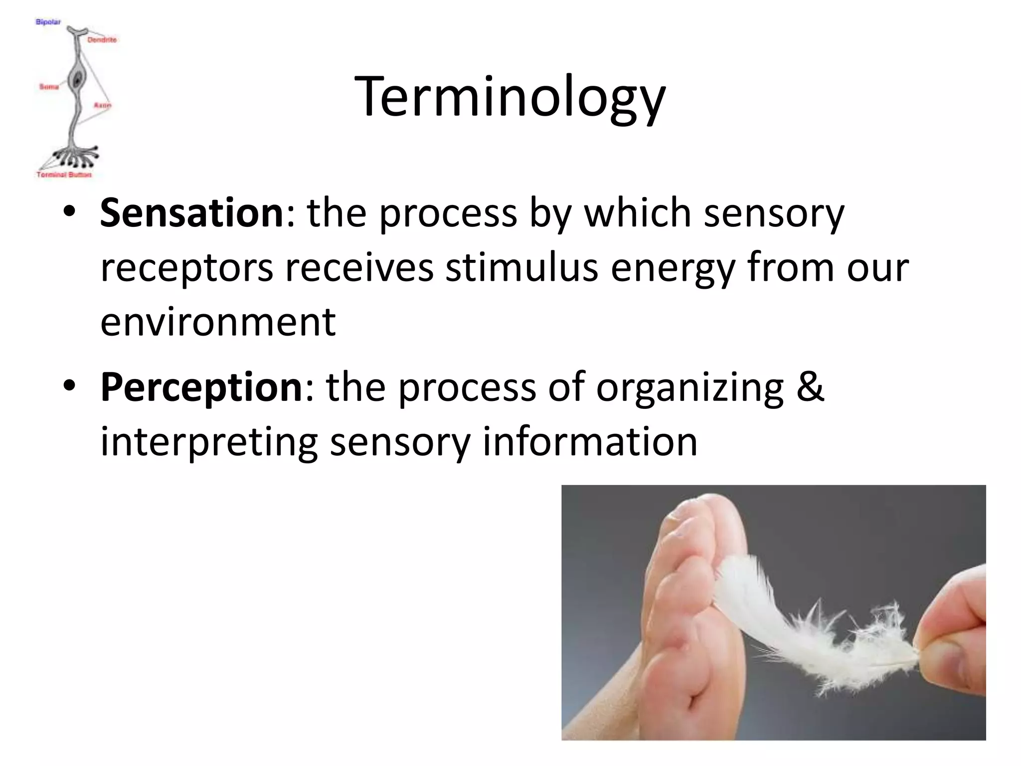Terminology
• Sensation: the process by which sensory
  receptors receives stimulus energy from our
  environment
• Perception: the process of organizing &
  interpreting sensory information
 