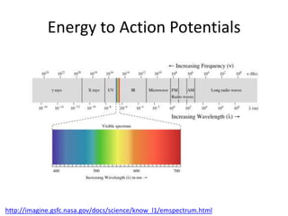 Energy to Action Potentials




http://imagine.gsfc.nasa.gov/docs/science/know_l1/emspectrum.html
 