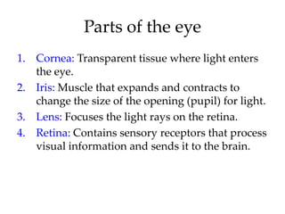 Parts of the eye
1. Cornea: Transparent tissue where light enters
   the eye.
2. Iris: Muscle that expands and contracts to
   change the size of the opening (pupil) for light.
3. Lens: Focuses the light rays on the retina.
4. Retina: Contains sensory receptors that process
   visual information and sends it to the brain.
 
