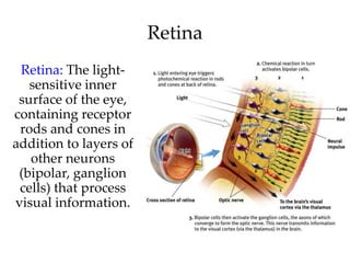 Retina
 Retina: The light-
   sensitive inner
 surface of the eye,
containing receptor
 rods and cones in
addition to layers of
   other neurons
 (bipolar, ganglion
 cells) that process
visual information.
 