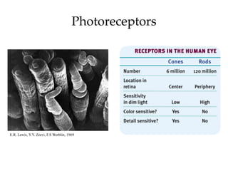 Photoreceptors




E.R. Lewis, Y.Y. Zeevi, F.S Werblin, 1969
 