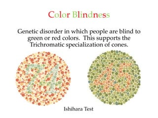 Color Blindness
Genetic disorder in which people are blind to
   green or red colors. This supports the
    Trichromatic specialization of cones.




                Ishihara Test
 