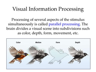 Visual Information Processing
   Processing of several aspects of the stimulus
 simultaneously is called parallel processing. The
brain divides a visual scene into subdivisions such
       as color, depth, form, movement, etc.
 