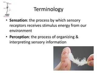 Terminology
• Sensation: the process by which sensory
  receptors receives stimulus energy from our
  environment
• Perception: the process of organizing &
  interpreting sensory information
 