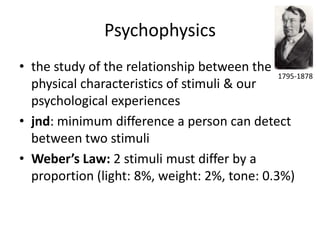 Psychophysics
• the study of the relationship between the
                                              1795-1878
  physical characteristics of stimuli & our
  psychological experiences
• jnd: minimum difference a person can detect
  between two stimuli
• Weber’s Law: 2 stimuli must differ by a
  proportion (light: 8%, weight: 2%, tone: 0.3%)
 