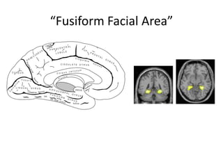 “Fusiform Facial Area”
 