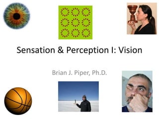 Sensation & Perception I: Vision

        Brian J. Piper, Ph.D.
 