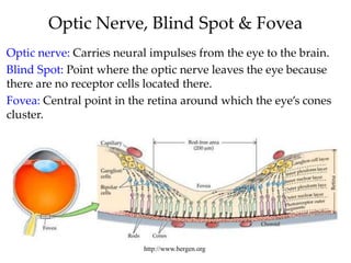 Optic Nerve, Blind Spot & Fovea
Optic nerve: Carries neural impulses from the eye to the brain.
Blind Spot: Point where th...