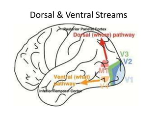 Dorsal & Ventral Streams
 