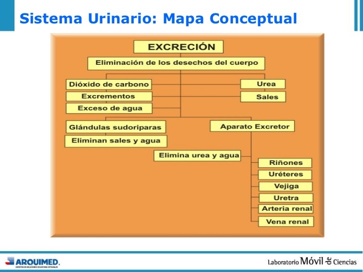 16 sistema urinario y excreción