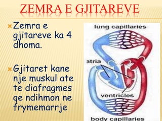 Zemra e
gjitareve ka 4
dhoma.
Gjitaret kane
nje muskul ate
te diafragmes
qe ndihmon ne
frymemarrje
11
ZEMRA E GJITAREVE
 