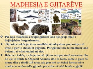 Për nga madhësia e trupit gjitarët janë një grup mjaft i
llojllojshëm i organizmave.
 Gjitarët e tokës janë me madhësi të ndryshme prej minjve të
imtë e gjer te elefantët gjigantë. Por gjitarët më të mëdhenj janë
balenat, të cilat jetojnë në det.
 Balena e kaltër, e cila jeton në ujë me temperaturë mesatare dhe
në ujë të ftohtë të Oqeanit Atlantik dhe të Qetë, është e gjatë 35
metra dhe e rëndë 119 tona, ajo gjer më sot është forma më e
madhe jo vetëm ndër gjitarët por edhe në tërë botën e gjallë.
MADHESIA E GJITARËVE
 