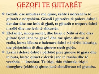  Gëzofi, ose mbulesa me qime, është i ndryshëm te
gjitarët e ndryshëm. Gëzofi i gjitarëve të poleve është i
dendur dhe me lesh të gjatë, te gjitarët e tropeve është
i rrallë dhe me lesh të shkurtër.
 Elefantët, rinoqerontët, dhe kuajt e Nilit si dhe disa
gjitarë tjerë janë pa gëzof dhe me qime shumë të
rralla, kurse lëkura e balenave është në tërësi lakuriqe,
me përjashtim të disa qimeve rreth gojës.
 Leshi i deleve është i përbërë prej qimeve të gjata dhe
të buta, kurse qimet e derrit janë të trasha dhe të
vrazhda — kreshtat. Te iriqi, thiu thimtak, iriqi i
thneglave (ekidna) qimet janë shndërruar në gjemba.
GEZOFI TE GJITARËT
 
