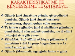  Gjitarët janë shtazë me gjëndra që prodhojnë
qumësht. Gjitarët janë shtazë kurrizore
(vertebrata), shpesh quhen edhe rruazor.
 Te femrat e gjitarëve janë të zhvilluara gjëndrat e
qumështit, të cilat sajojnë qumësht, me të cilin i
ushqejnë të vegjlit e tyre.
 Për shkak të zhvillimit të këtyre gjëndrave të
qumështit i tërë ky grup i organizmave e ka
marrë emrin gjitarë.
 Gjitarët (Mammalia nga gjuha latine = gjiri).
KARAKTERISTIKAT MË TË
RËNDËSISHME TË GJITARËVE.
 