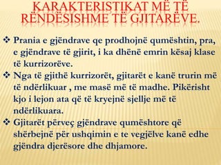  Prania e gjëndrave qe prodhojnë qumështin, pra,
e gjëndrave të gjirit, i ka dhënë emrin kësaj klase
të kurrizorëve.
 Nga të gjithë kurrizorët, gjitarët e kanë trurin më
të ndërlikuar , me masë më të madhe. Pikërisht
kjo i lejon ata që të kryejnë sjellje më të
ndërlikuara.
 Gjitarët përveç gjëndrave qumështore që
shërbejnë për ushqimin e te vegjëlve kanë edhe
gjëndra djerësore dhe dhjamore.
KARAKTERISTIKAT MË TË
RËNDËSISHME TË GJITARËVE.
 