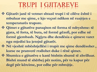 Gjitarët janë të vetmet shtazë trupi i të cilëve është i
mbuluar me qime, e kjo veçori ndikon në ruajtjen e
temperaturës trupore.
 Qimet e gjitarëve paraqiten në forma të ndryshme: të
gjata, të forta, të buta, në formë gëzofi, por edhe në
formë gjembash. Ngjyra dhe dendësia e qimeve varet
nga mjedisi ku jetojnë gjitarët.
 Në vjeshtë mbështjellësi i trupit me qime dendësohet ,
kurse ne pranverë rrallohet duke i rënë qimet.
 Shumica e gjitarëve e kanë bishtin shumë të zhvilluar.
Bishti mund të shërbej për notim, për tu kapur për
degë për kërcime, por edhe për mbrojtje.
TRUPI I GJITAREVE
 