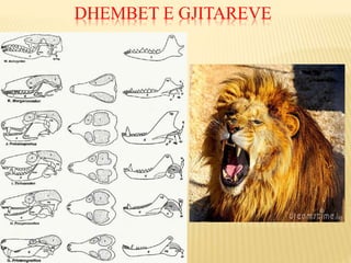 DHEMBET E GJITAREVE
 