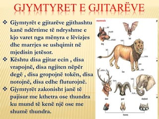  Gjymtyrët e gjitarëve gjithashtu
kanë ndërtime të ndryshme e
kjo varet nga mënyra e lëvizjes
dhe marrjes se ushqimit në
mjedisin jetësor.
 Kështu disa gjitar ecin , disa
vrapojnë, disa ngjiten nëpër
degë , disa gropojnë tokën, disa
notojnë, disa edhe fluturojnë.
 Gjymtyrët zakonisht janë të
pajisur me kthetra ose thundra
ku mund të kenë një ose me
shumë thundra.
GJYMTYRET E GJITARËVE
 